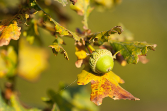 acorn