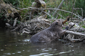 Beaver