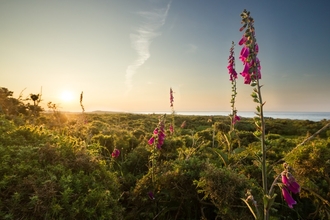 Foxglove meadow