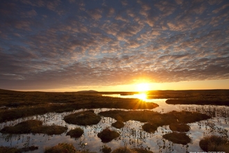 Wetland