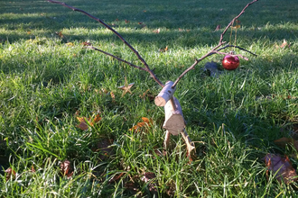 reindeer