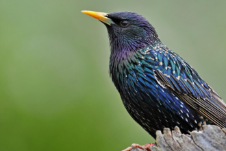 Starling