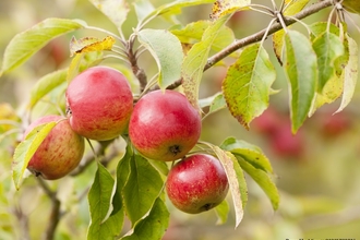 apple