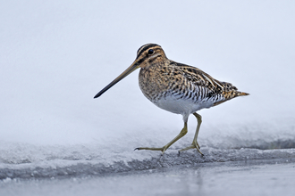 Snipe