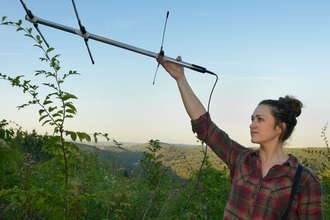 Searching for Pine Martins