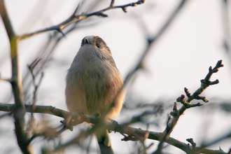 Long tailed tit