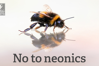 No to neonics