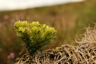 Fir clubmoss, Wildlife Trusts