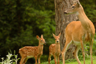 Deer family