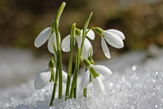 Snowdrops