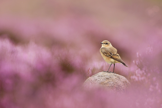 wheatear