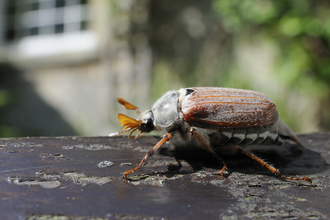 Cockchafer beetle