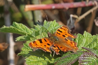 comma butterfly