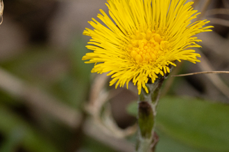 Yellow flower of Colts foot