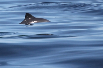 Harbour porpoise