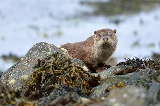 Otter