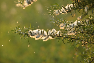 crack willow