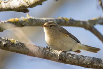 Chiff chaff in tree