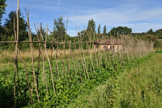 Beanpoles at Grow Wilder