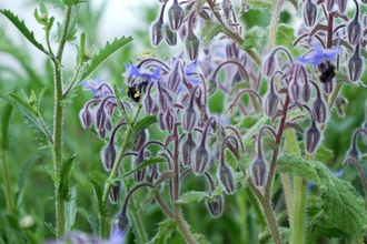 Borage at Grow Wilder