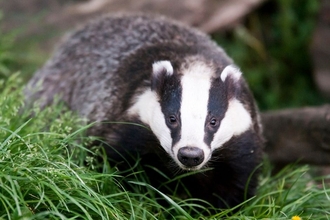 Badger