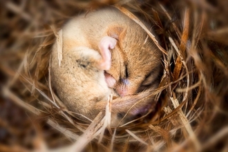 Dormouse