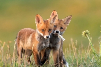 Foxes