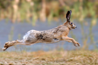 Hare running