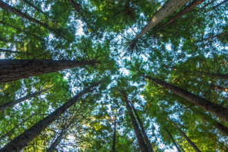 View up into tree canopy