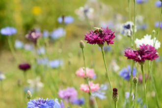 Wildflowers with bee