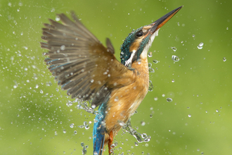 Kingfisher emerging from water, the Wildlife Trusts