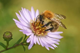 Carder bee Rachel Scopes 