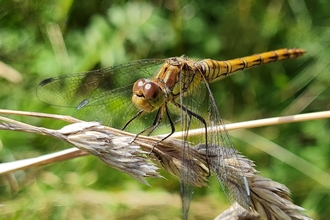 Common Darter Jamie Kingscott