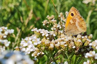 Gatekeeper butterfly, wildflower meadow