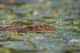 water vole riverbank 