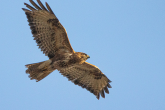 Buzzard Bird of prey Avon