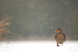 Mallard in snow
