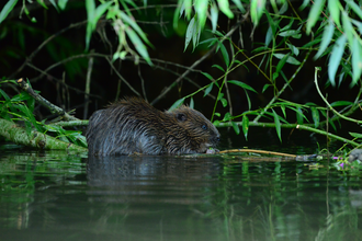 beaver on the riverbank