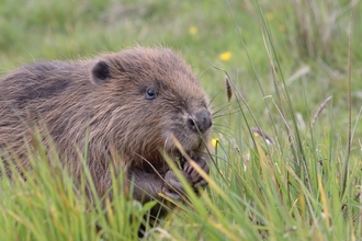 Beaver, Cornwall Wildlife Trust
