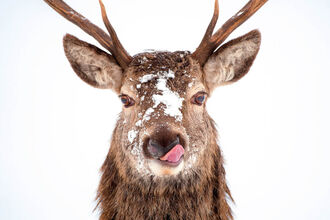 Stag in snow