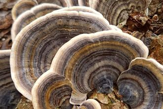 Turkey Tail Jamie Kingscott 