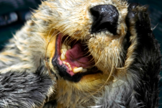 Otter covering its face with its paw