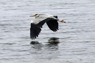 Heron in flight over water