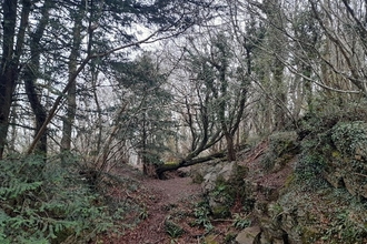 A phoenix hornbeam (Carpinus betulus) lying alive over an old quarry hole and reorientating itself skywards, in the woods at Browne’s Folly. 