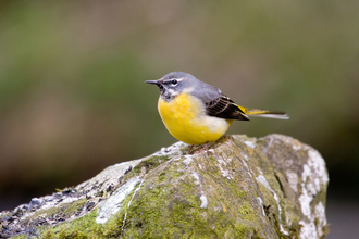 A male grey wagtail perched on a moss-covered rock, it's bright yellow belly a sharp contrast to the darker surroundings