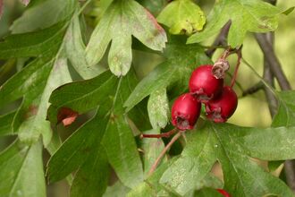 Hawthorn5_Derbyshire_Philip_Precey