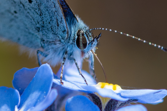A holly blue butterfly