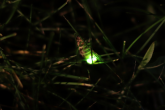 One Glow-worm amongst the grass at night
