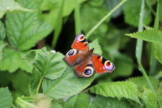 A peacock butterfly who has handed on a leaf with its wings open