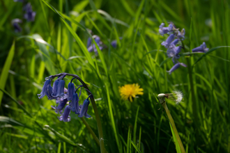 Bluebell and Dandelion Meadow Stephanie Chadwick